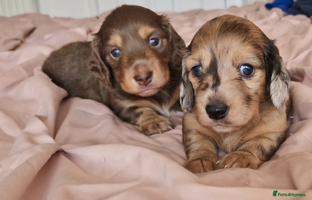 Miniature Dachshund dogs for sale: Long hair minature dachshunds - Image 24