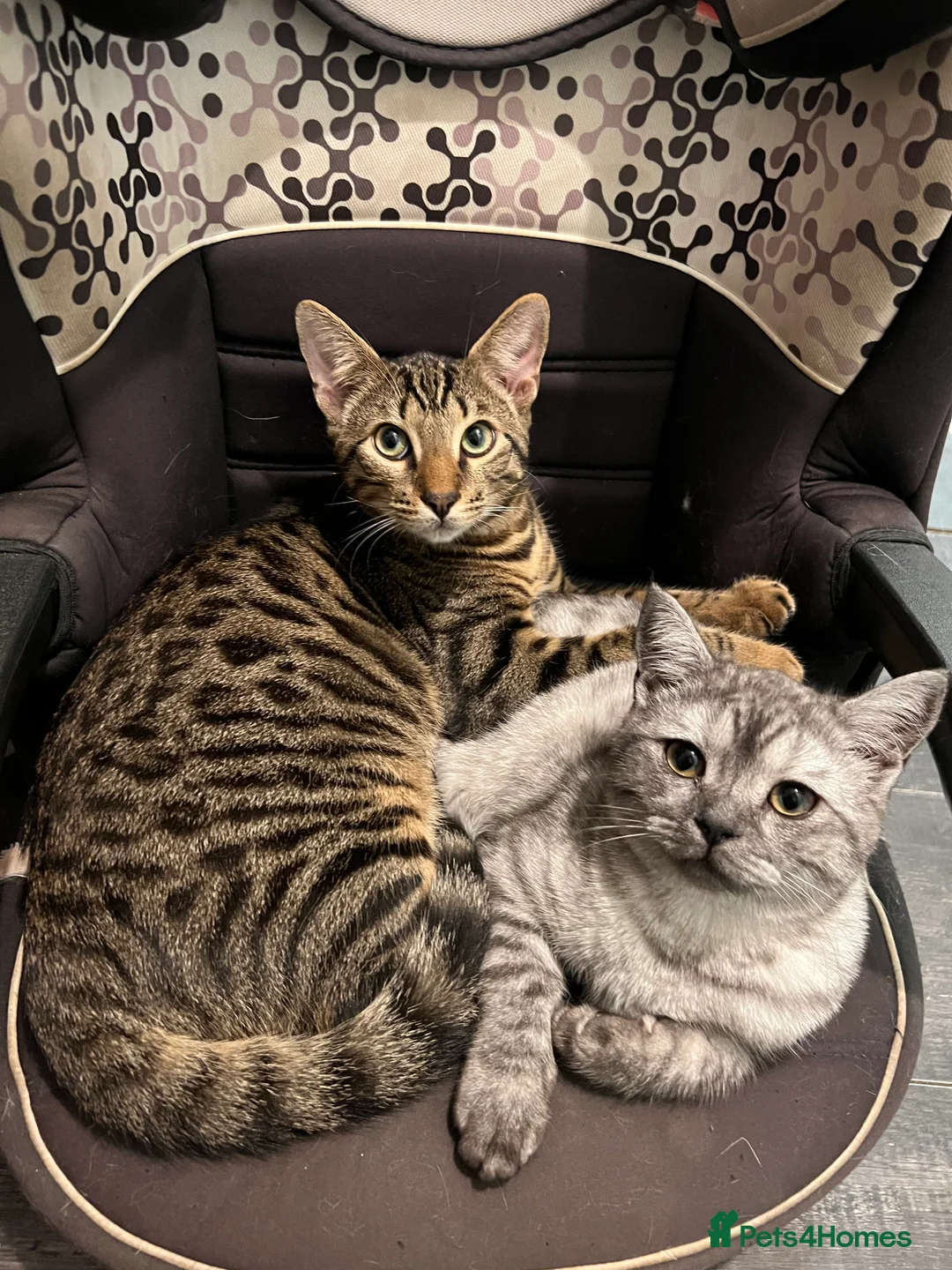 Scottish Fold cats for sale: Meet Thor - Beautiful Scottish Fold Boy - Advert 5