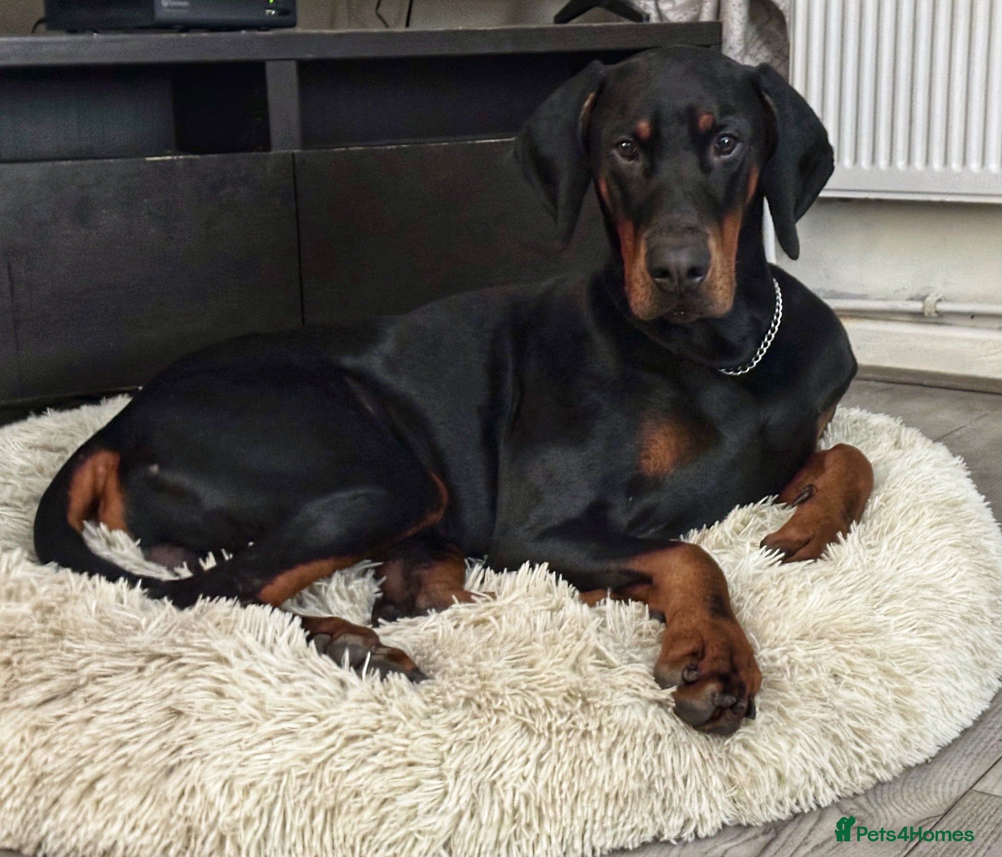 Dobermann dogs Male Doberman almost 4 years old  - Advert 11