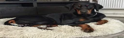 Dobermann dogs for sale: Male Doberman almost 4 years old  in Manchester - Advert 1
