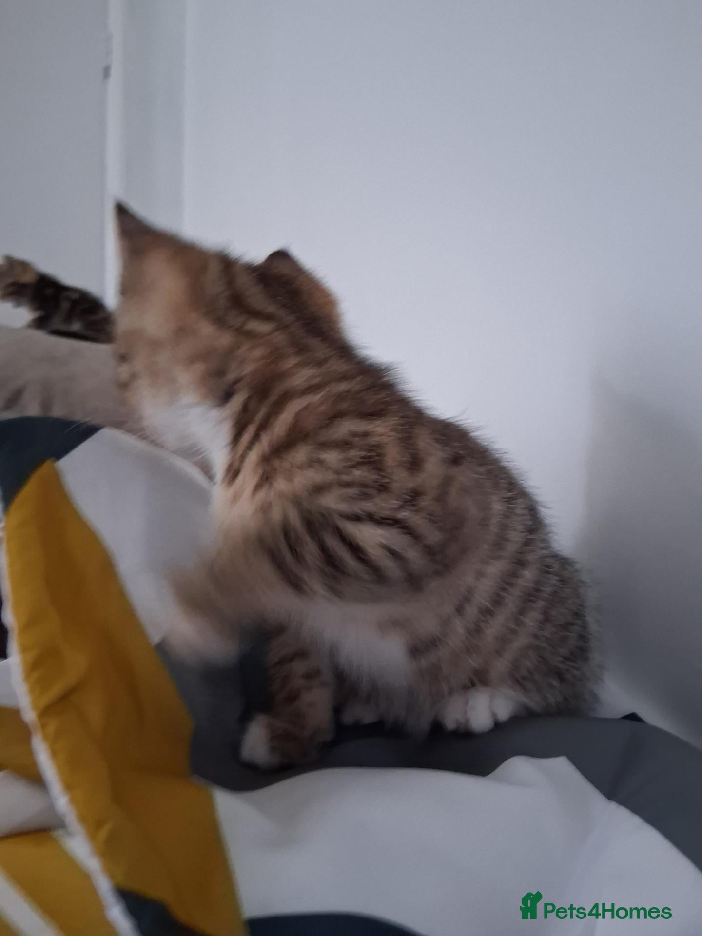 Mixed Breed cats Kittens 4 sale - Advert 4