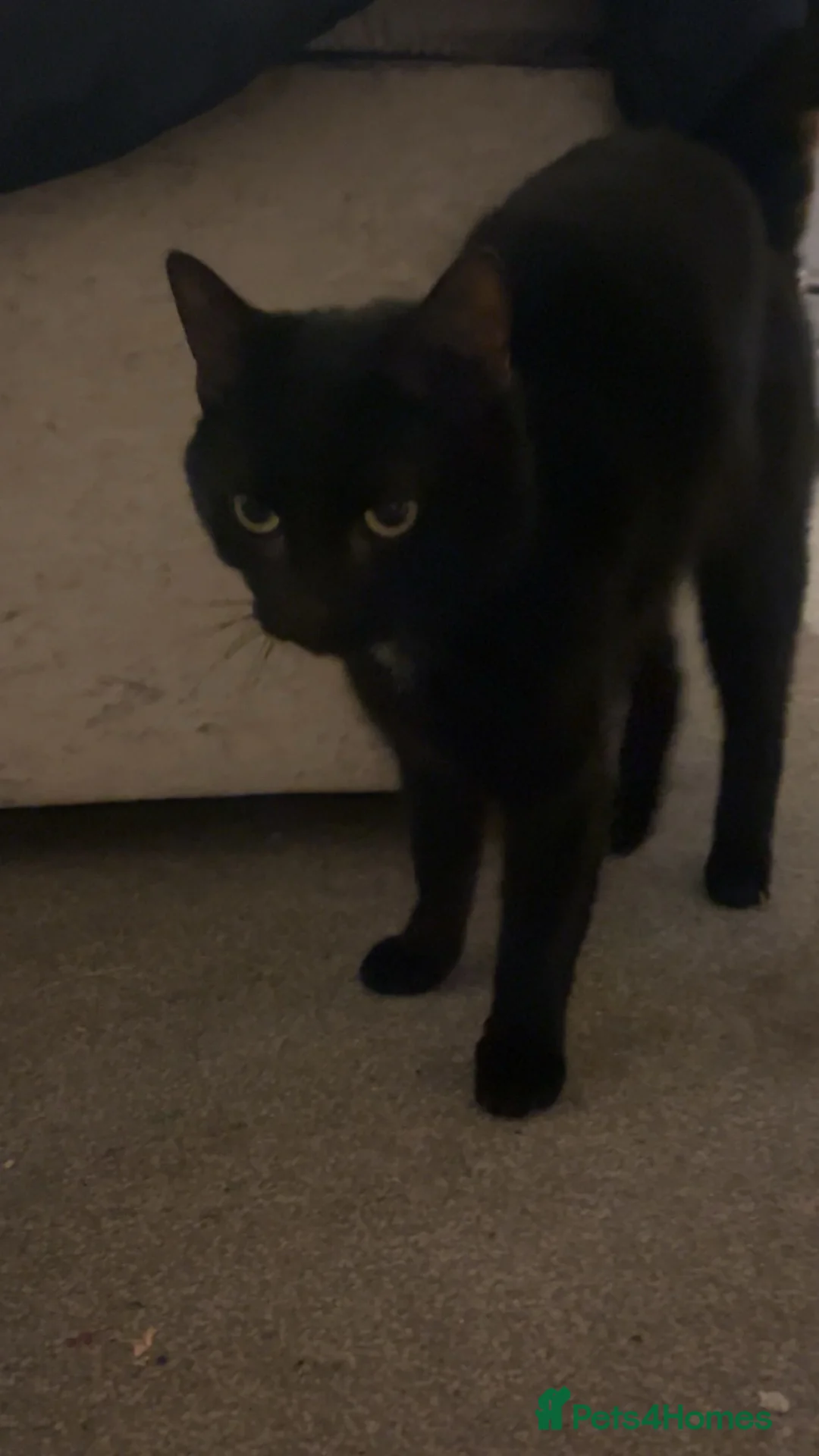 Mixed Breed cats for sale: loving black cat for rehoming - Advert 4