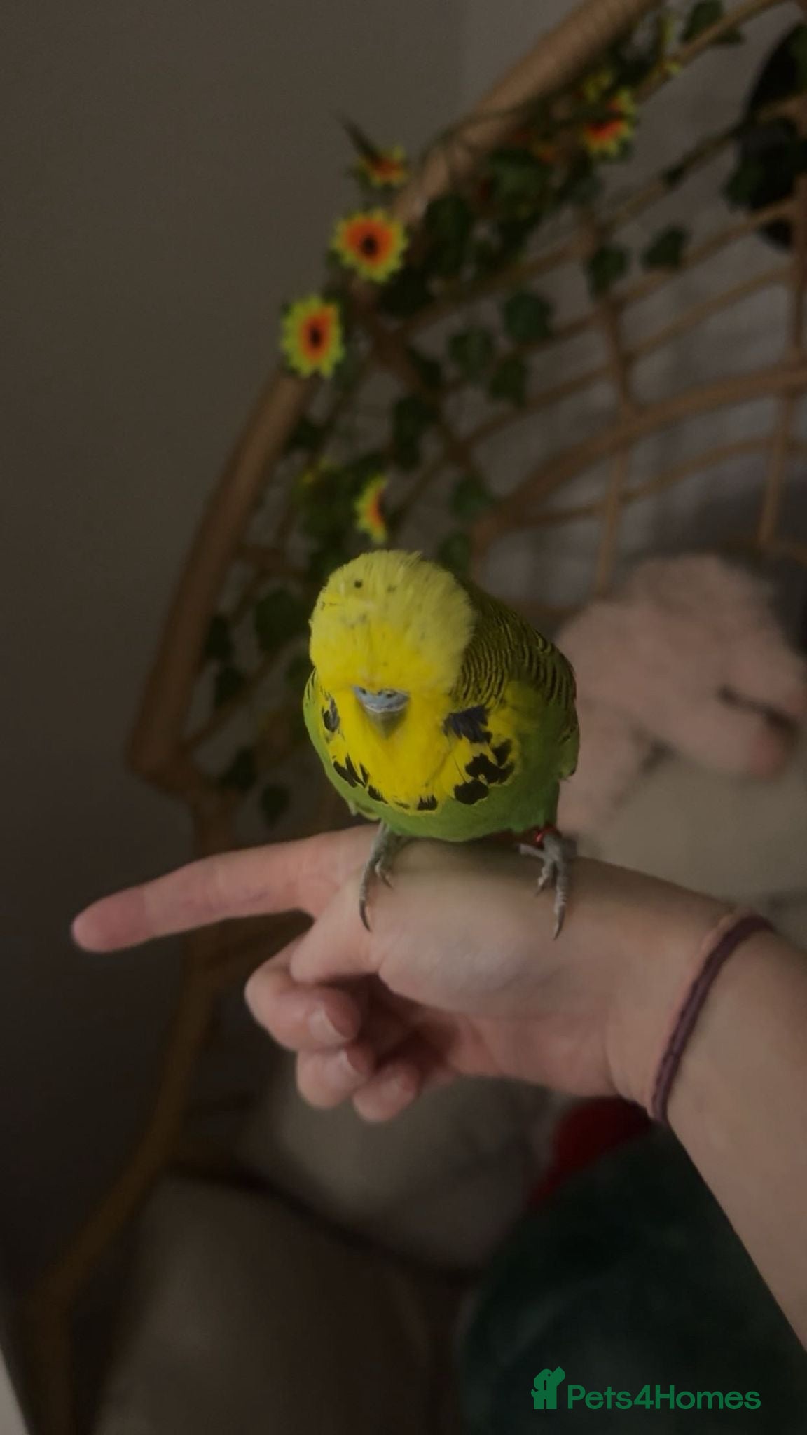 Budgerigars birds 🩵Very Tame Boys🩵 - Advert 1