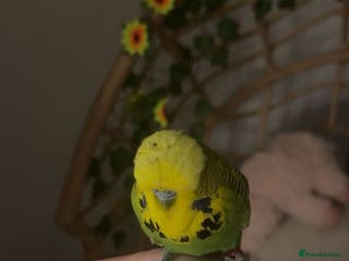 Budgerigars birds 🩵Very Tame Boys🩵 - Advert 9