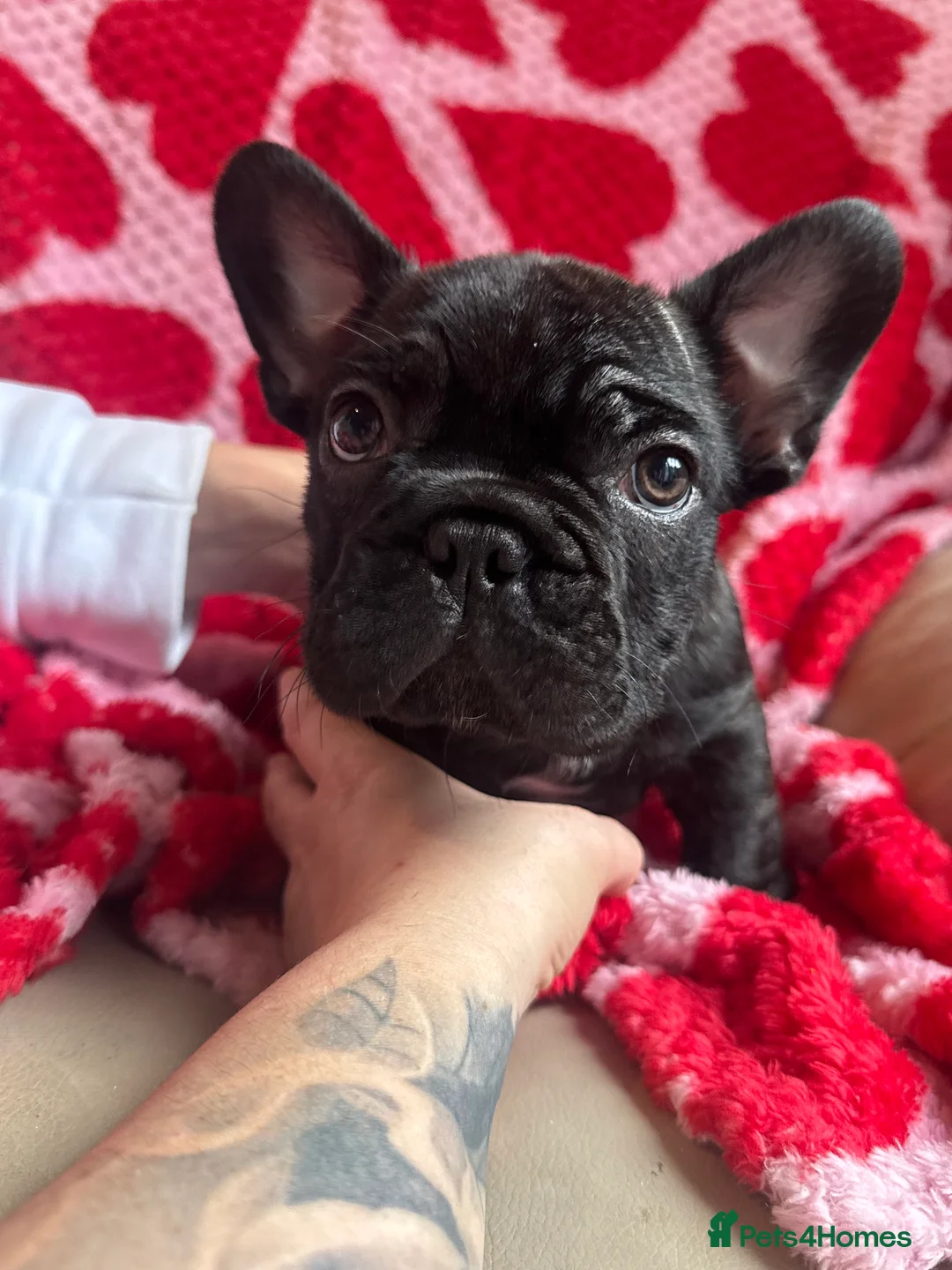 French Bulldog dogs for sale: Reduced price!!! Beautiful French bulldog pups  - Advert 1