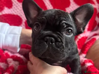 French Bulldog dogs Reduced price!!! Beautiful French bulldog pups - Advert 4