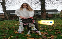 Mixed Breed dogs for adoption: 💙STEVIE-HANDSOME DALMATIAN CROSS BOY 💙 - Advert 10