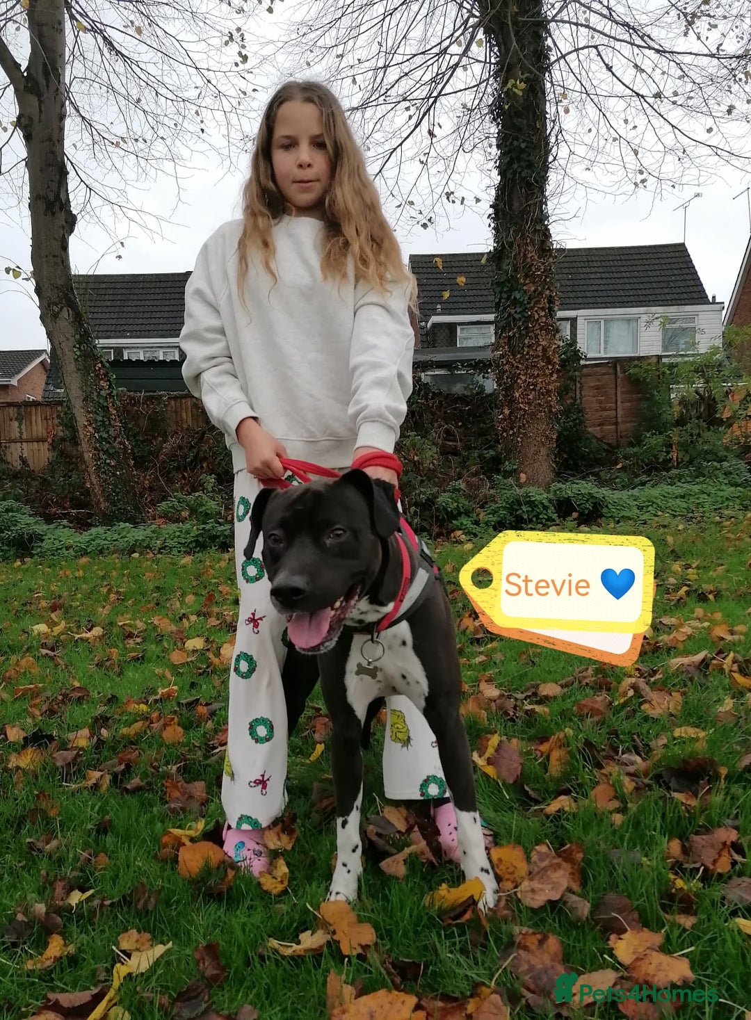 Mixed Breed dogs for adoption: 💙STEVIE-HANDSOME DALMATIAN CROSS BOY 💙 - Advert 10