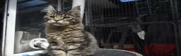 Maine Coon cats for sale: Gorgeous Champion Bloodline Maine Coon Kittens - Advert 4