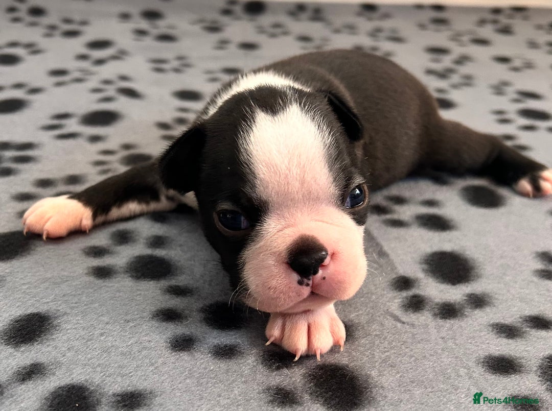 Boston Terrier dogs for sale: Beautiful Chunky KC Boston Terrier Puppies - Image 25