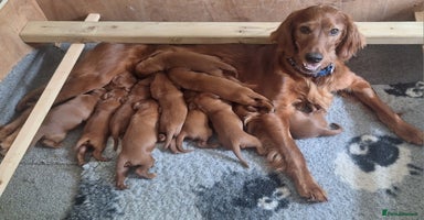 Irish Setter dogs - Advert 10