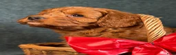 Cavapoo dogs for sale: F1B Cavapoo exquisite heath test boutique breeder  - Advert 4