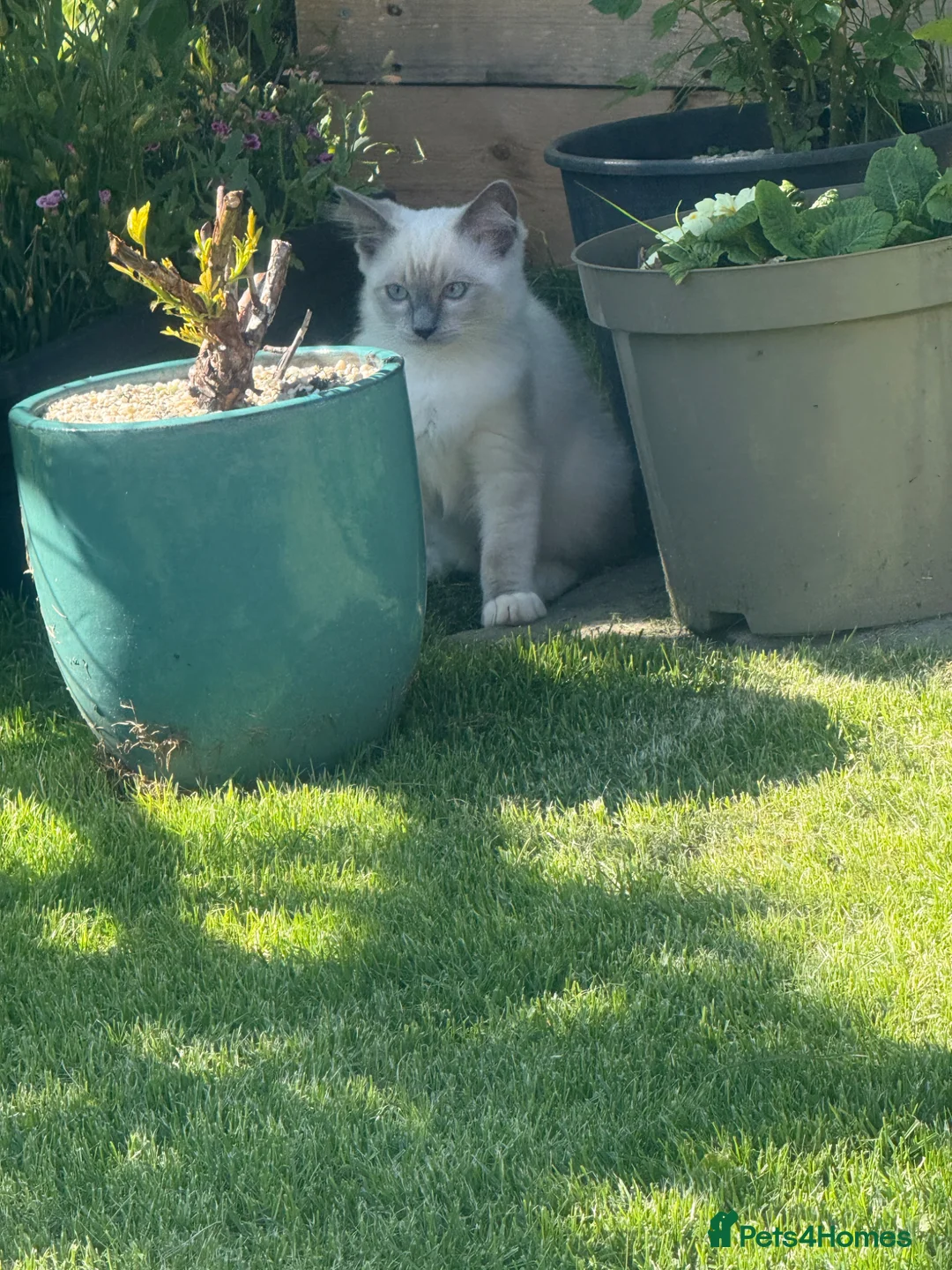 Ragdoll cats for stud: Ragdoll  in Ebbw Vale - Advert 2