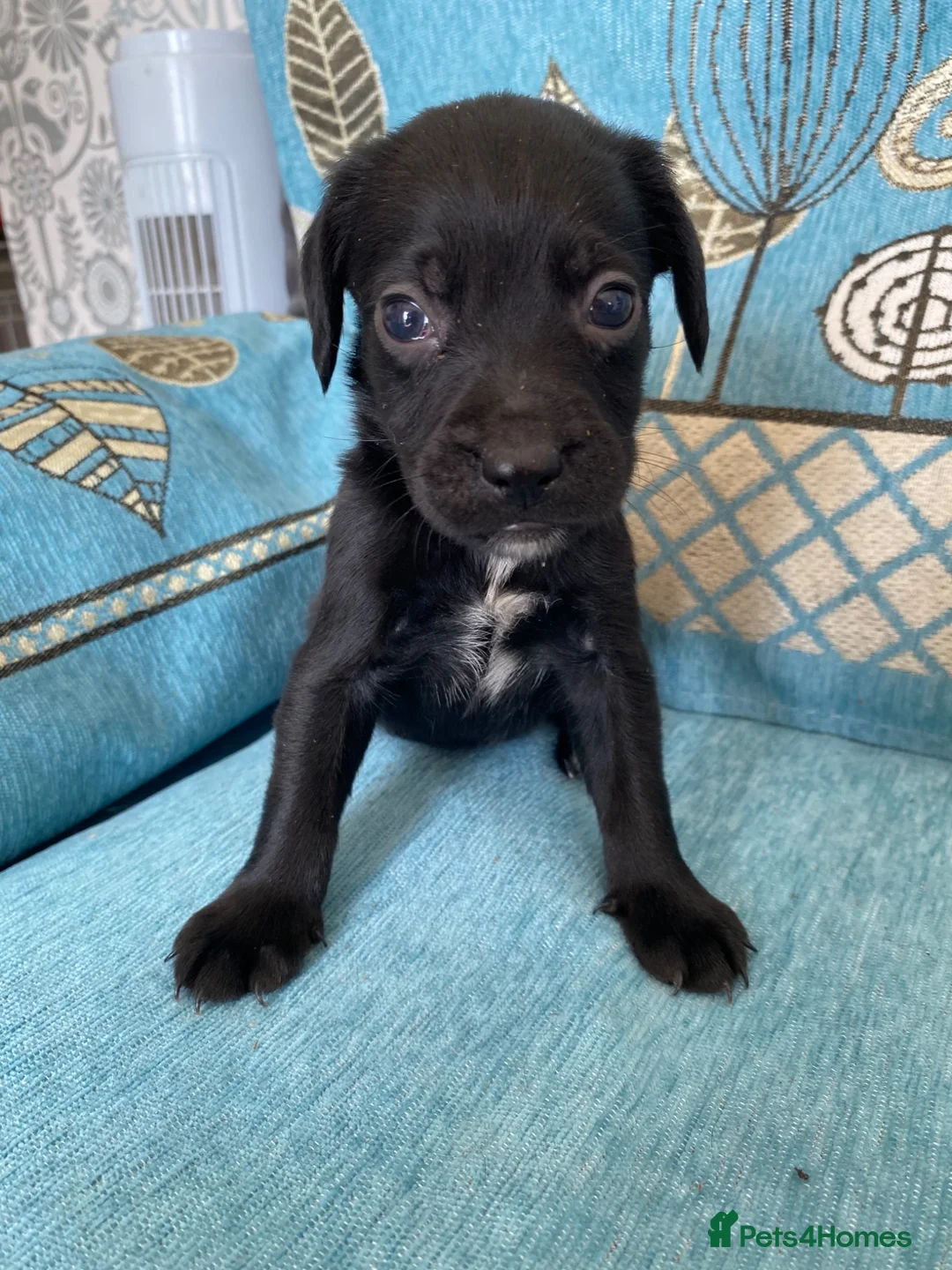 Bocker dogs for sale: Beautiful Beagle x cocker spaniel puppies  - Advert 19