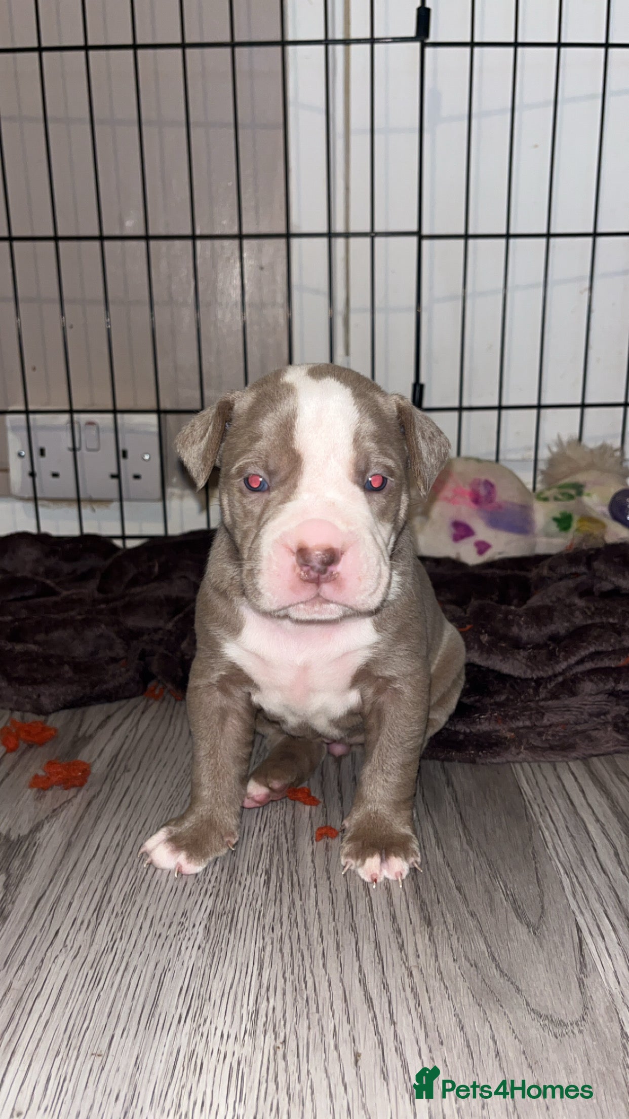 Mixed Breed dogs 9 Puppies - Old Tyme Bulldog x American Bulldog - Advert 2
