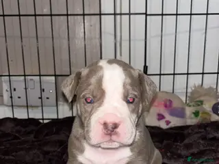 Mixed Breed dogs 9 Puppies - Old Tyme Bulldog x American Bulldog - Advert 2