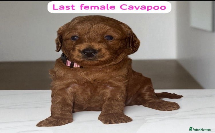 Cavapoo dogs - Advert 3