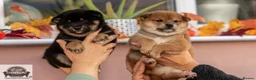 Japanese Shiba Inu dogs for sale:  🌸 Shiba Inu 3rd Gen Japanese Lines Crufts Placed - Advert 8