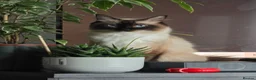 Ragdoll cats for sale: Pure Ragdoll Kittens 🌸 - Advert 3