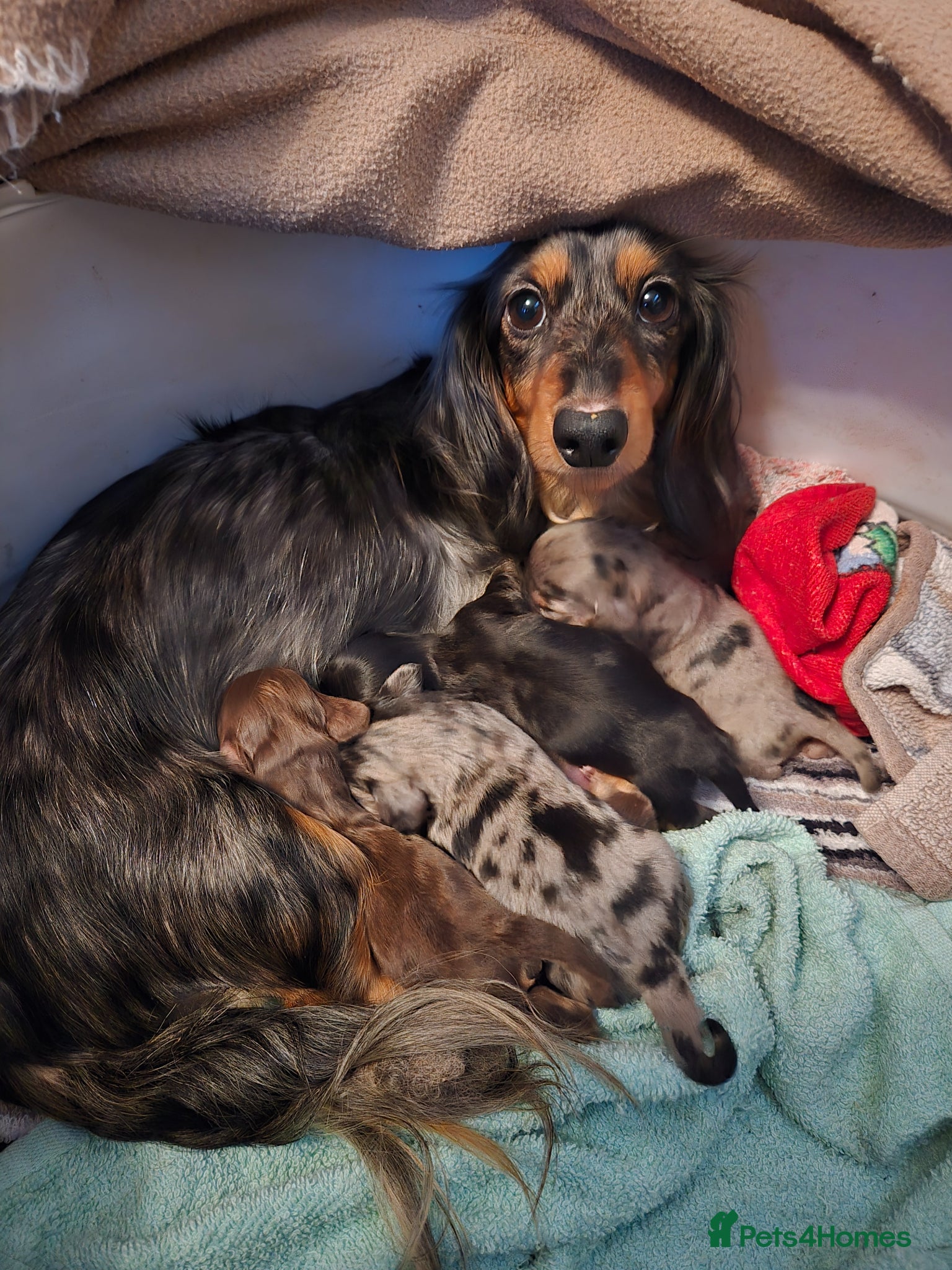 Miniature Dachshund dogs Miniature dachshund  - Advert 7