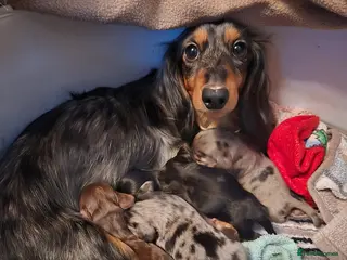 Miniature Dachshund dogs Miniature dachshund - Advert 7