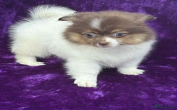 Pomeranian dogs for sale: Chocolate parti boy ready now x - Image 4