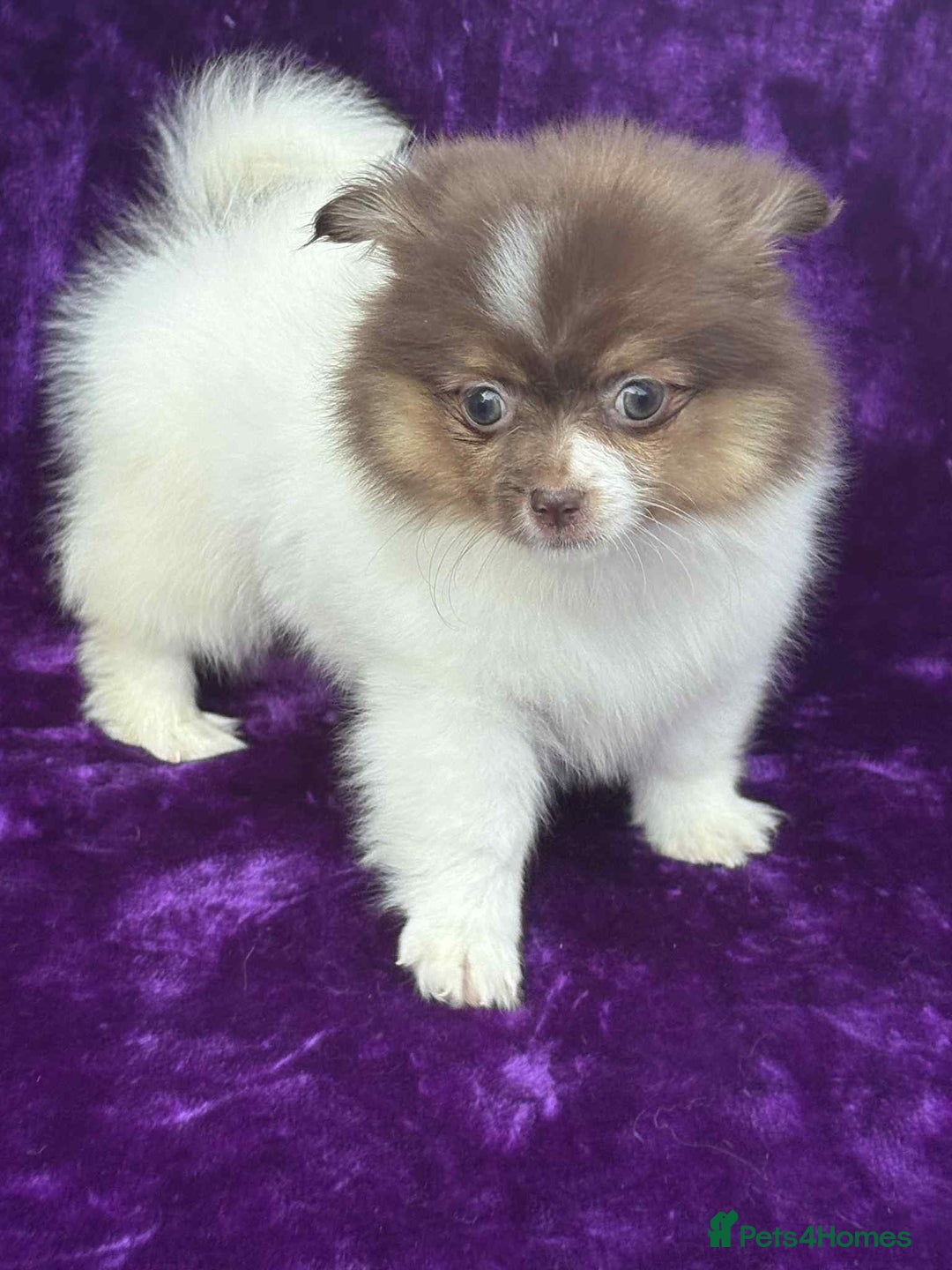 Pomeranian dogs for sale: Chocolate parti boy ready now x - Image 4