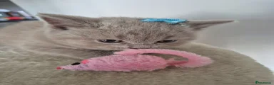 British Shorthair 1