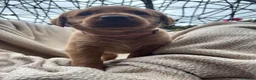 Labrador Retriever dogs for sale: Fox Red Labrador Puppy’s for Sale - Advert 18