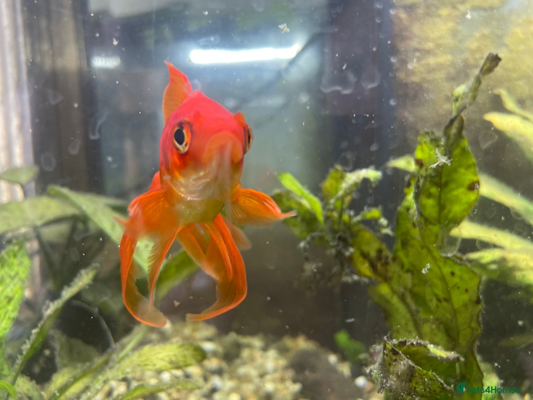Goldfish fish for sale: Goldfish and tank set up  - Image 2