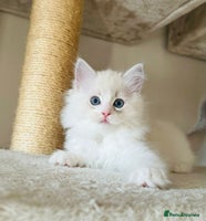 Ragdoll cats DNA Tested Charming Ragdoll Kittens - Advert 4