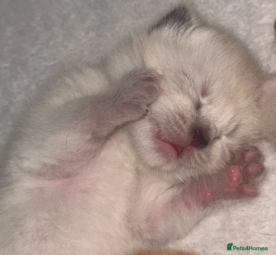 Ragdoll cats for sale: Ragdoll x  - Advert 3