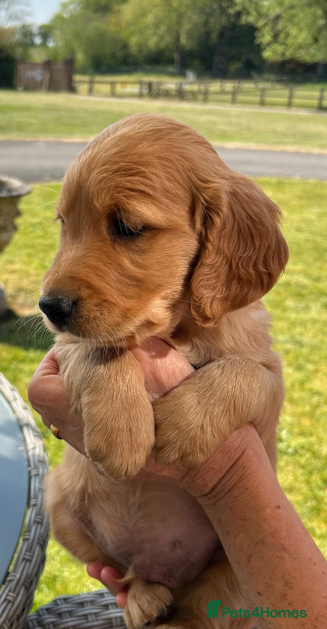 Golden Retriever dogs Beautiful kc reg golden retriever puppies  - Advert 2