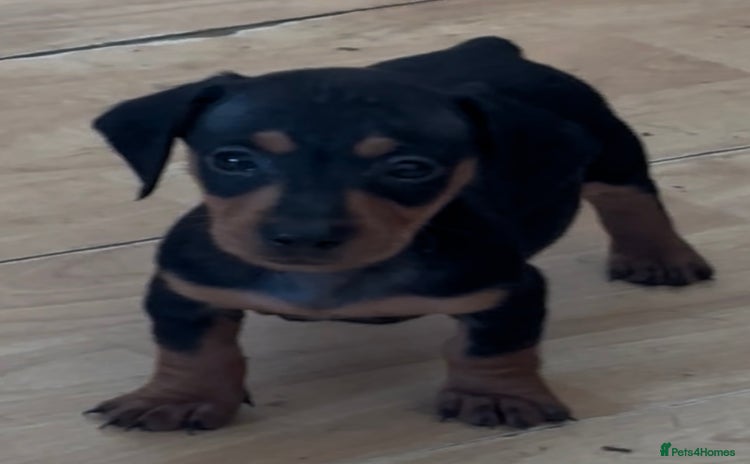 Dachshund dogs - Advert 6