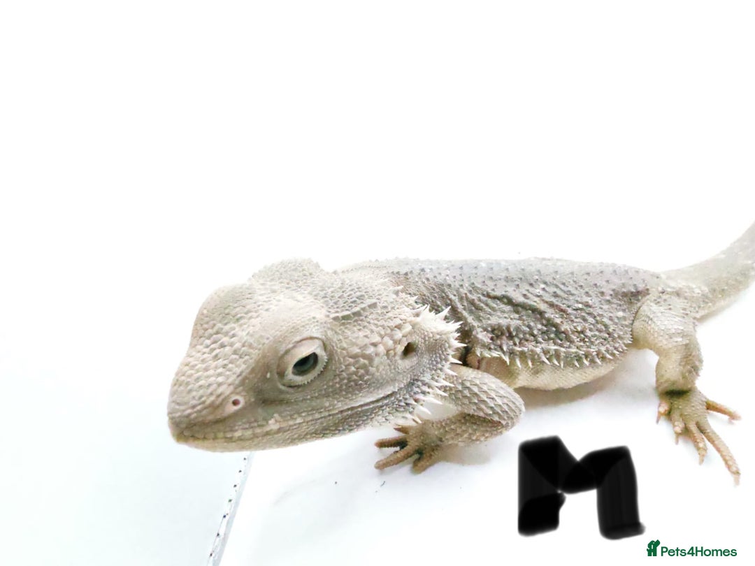 Bearded Dragon reptiles for sale: Hypo Het Zero Het Trans Bearded Dragons  - Image 6