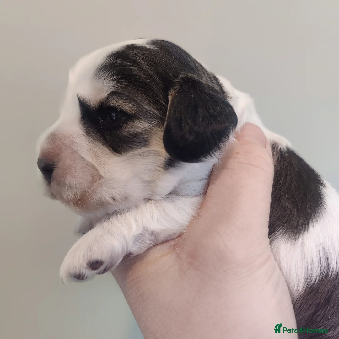 Cocker Spaniel dogs for sale: KC Registered Show Type Cocker Spaniels  - Advert 19