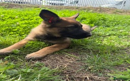 German Shepherd dogs for sale: Germany 🇩🇪 shepherd puppies dogs 🐕 big boned - Image 15