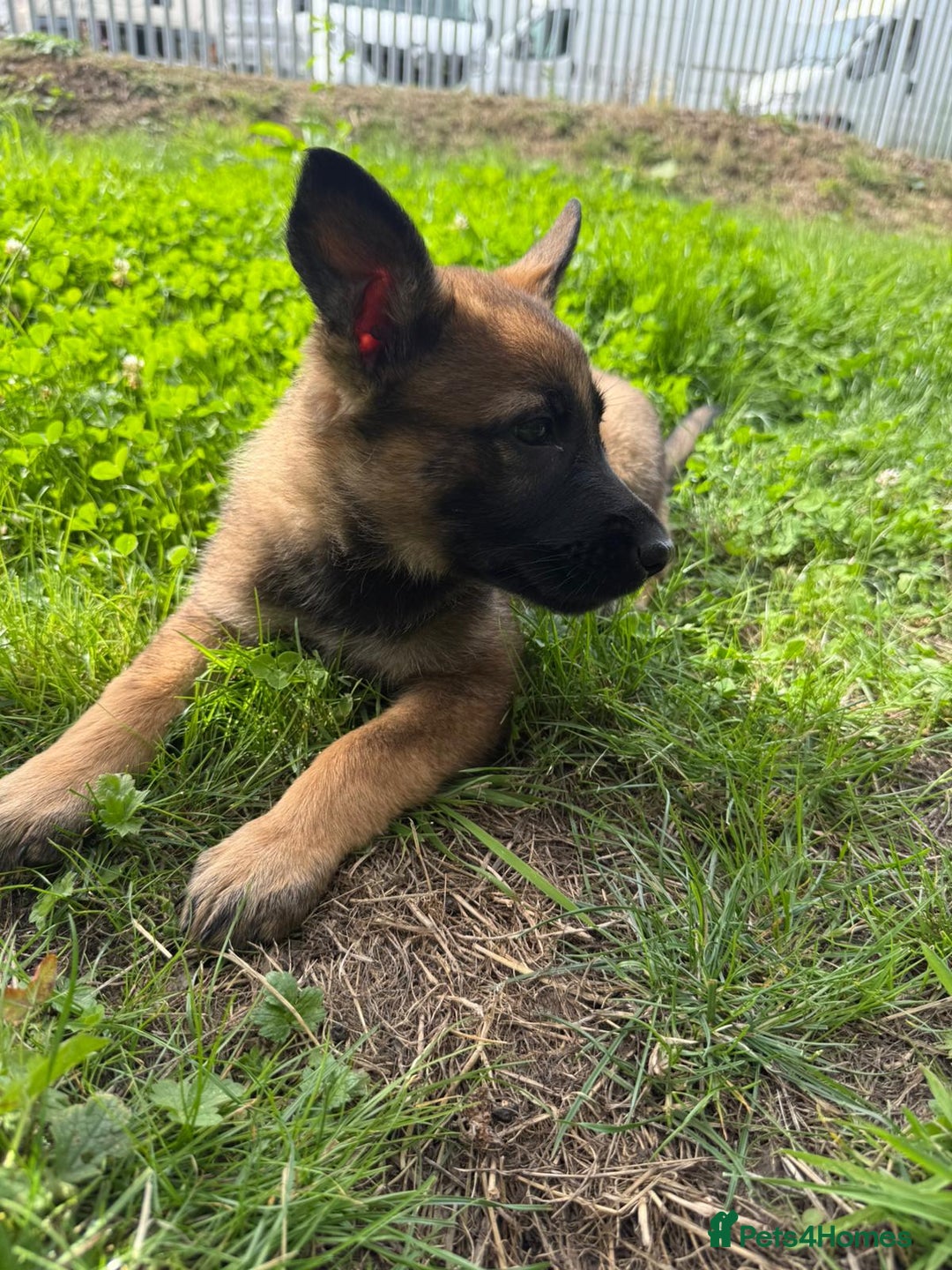 German Shepherd dogs for sale: Germany 🇩🇪 shepherd puppies dogs 🐕 big boned - Image 15