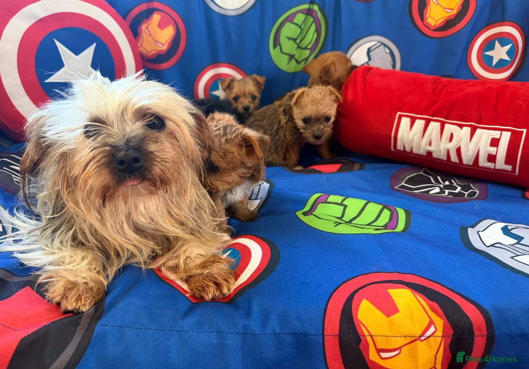 Mixed Breed dogs for sale: Miniature Yorkshire terrier Jack Russell Puppys - Advert 1