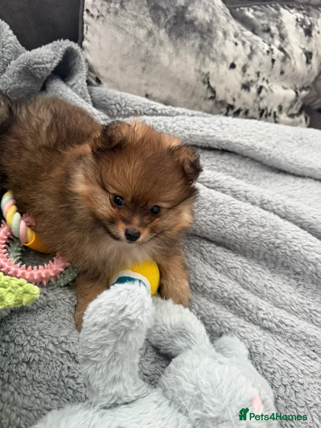 Pomeranian dogs for sale: 11 week old Pomeranian  - Advert 3