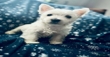 West Highland Terrier dogs West Highland  White Terrier Puppies  - Advert 7