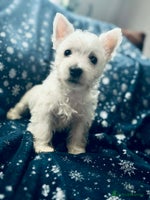 West Highland Terrier dogs West Highland White Terrier Puppies - Advert 1