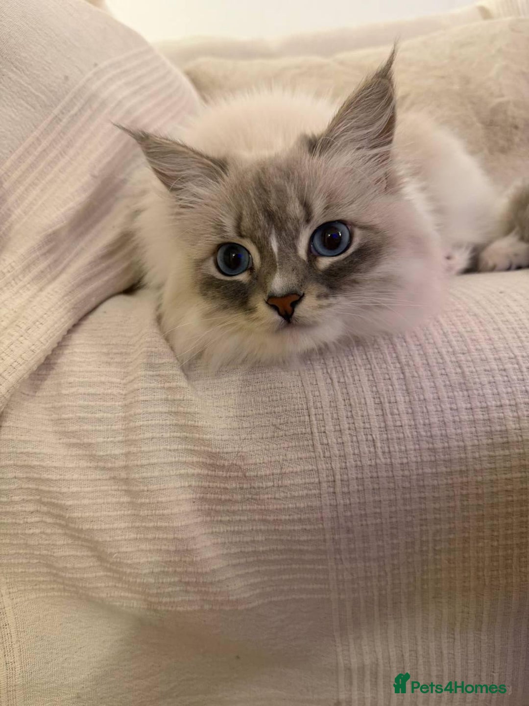 Siberian cats for sale: Rare Siberian Cats Available😻💯 - Advert 34