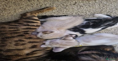 Bengal cats - Advert 8