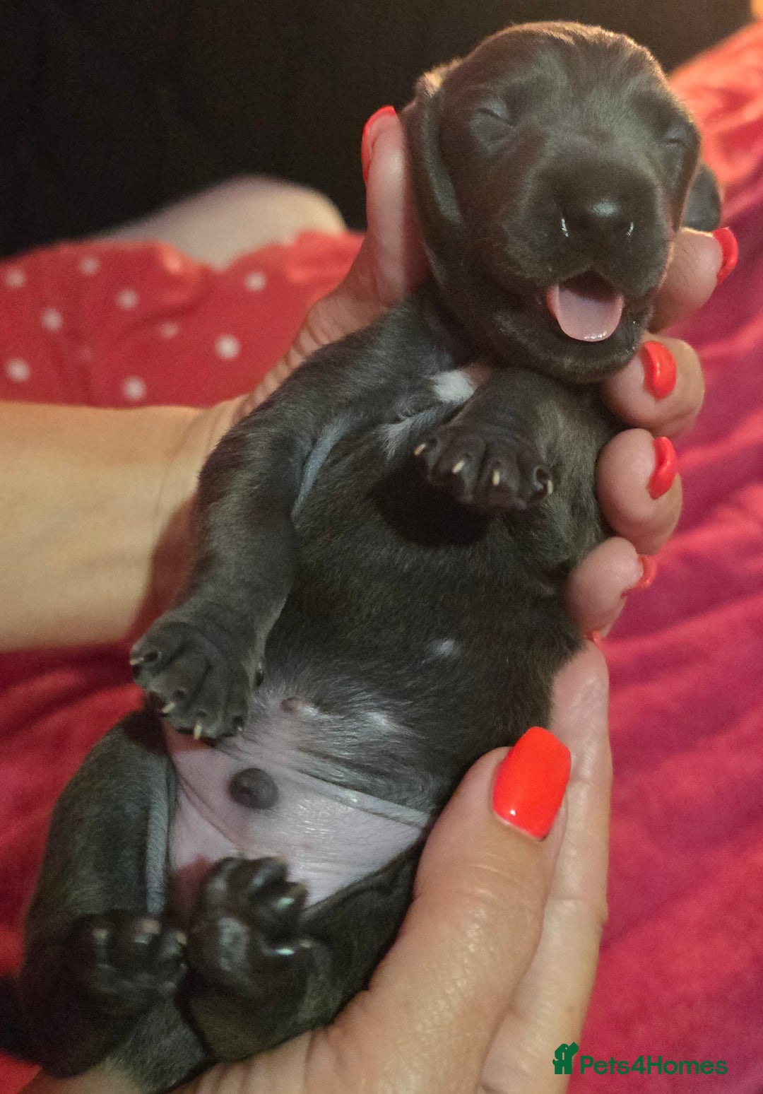 Italian Greyhound dogs for sale: KC regist. Beautiful Italian Greyhound  - Image 7
