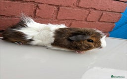 Guinea Pig rodents for sale: 3 beautiful piggies for sale  - Image 2