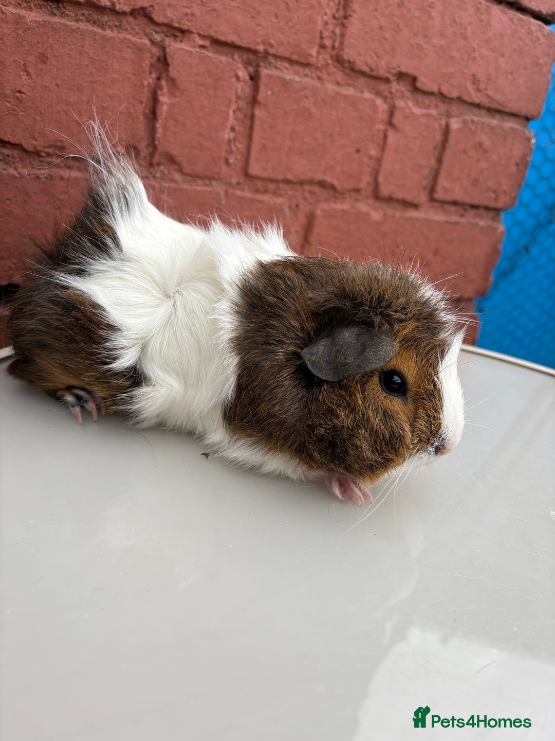 Guinea Pig rodents for sale: 3 beautiful piggies for sale  - Image 2