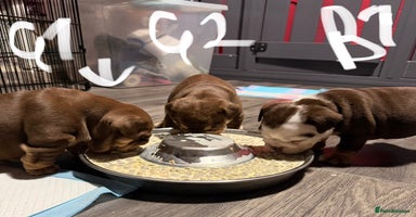 English Bulldog dogs - Advert 6