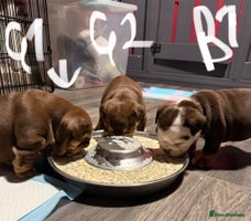 English Bulldog dogs - Advert 6