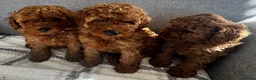Toy Poodle dogs for sale: Beautiful Toy Poodle Puppies All Red Boys in Hoddesdon - Advert 4